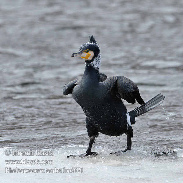 Cormorant Kormoran Grand Cormoran Cormorán Grande Kormorán velk