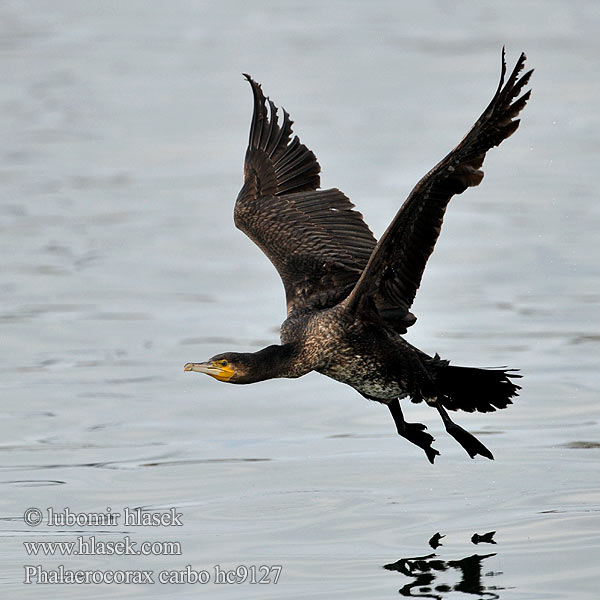 Cormorant Kormoran Grand Cormoran Cormorán Grande Kormorán velk