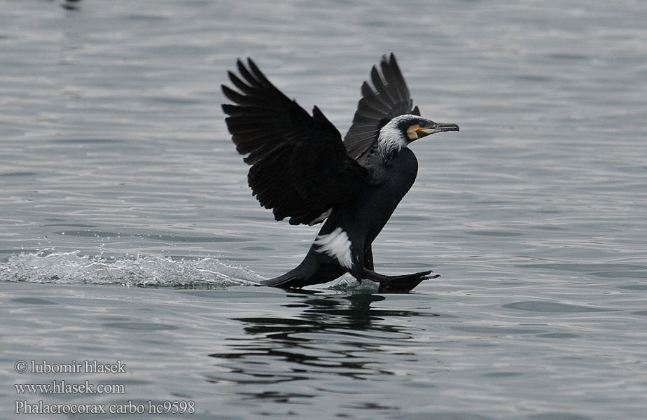 Cormorant Kormoran Grand Cormoran Cormorán Grande Kormorán velk