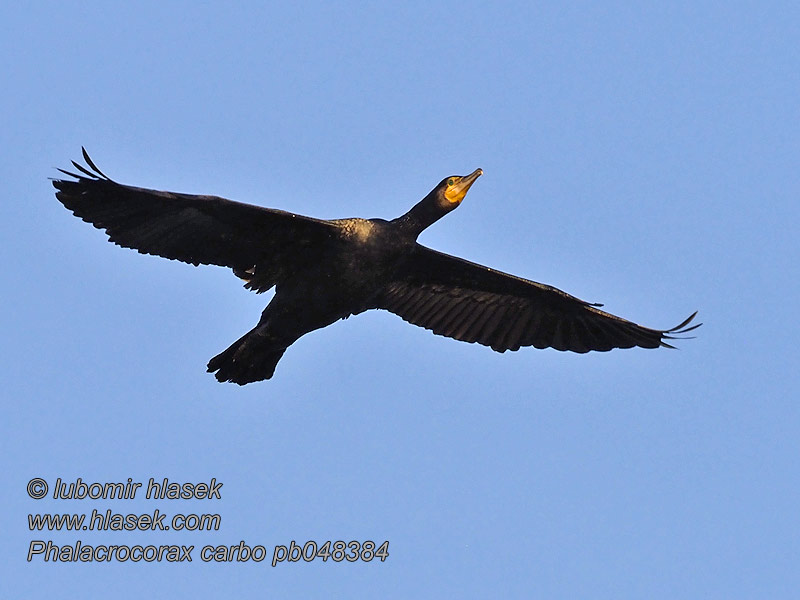 普通鸬鹚 Баклан большой Phalacrocorax carbo