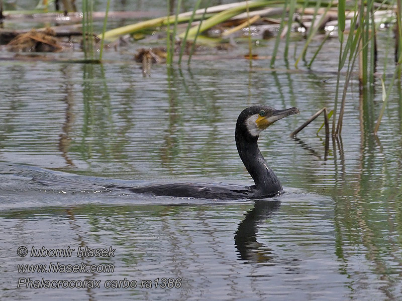 カワウ الغاق الكبير 민물가마우지 Phalacrocorax carbo