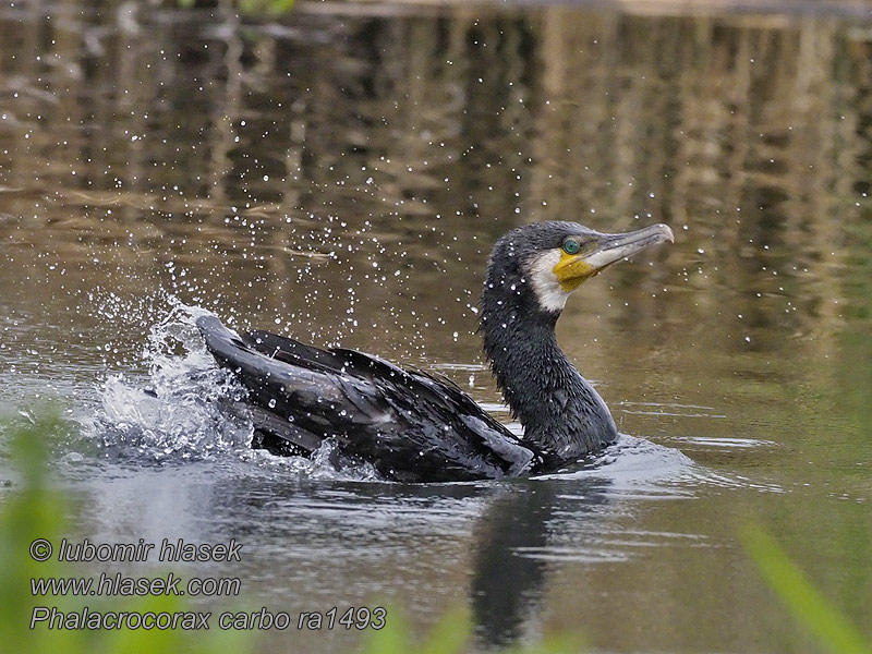 Κορμοράνος Corvo-marinho-de-faces-brancas Phalacrocorax carbo