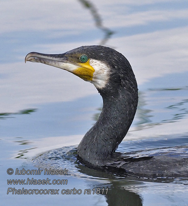 Cormorant Kormoran Grand Cormoran Phalacrocorax carbo