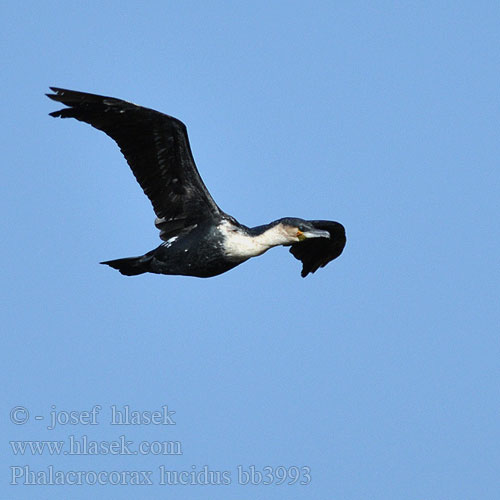 Phalacrocorax lucidus carbo White-breasted Cormorant Weißbrustkormoran Weissbrustkormoran