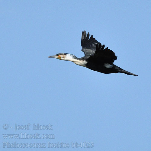 Phalacrocorax lucidus bb4023