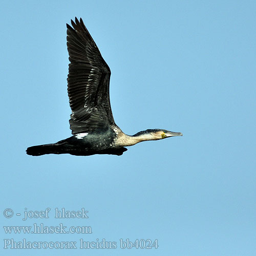 Hvidbrystet Skarv Cormorán grande Afrikanmerimetso Cormoran poitrine blanche