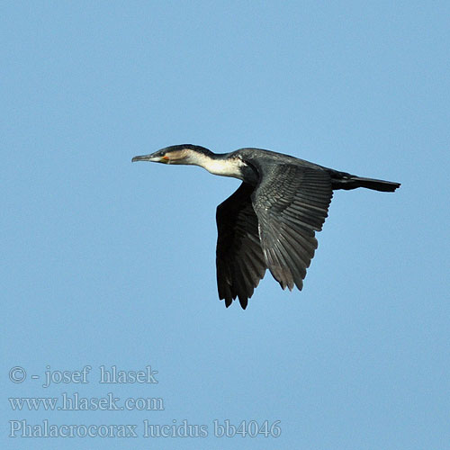 Phalacrocorax lucidus bb4046