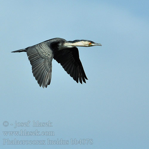 Phalacrocorax lucidus bb4078