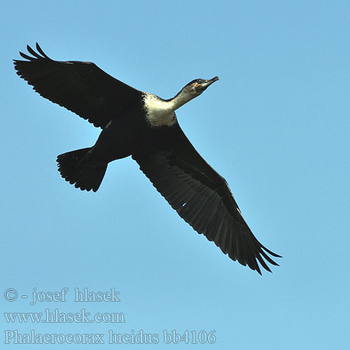 Phalacrocorax lucidus bb4106