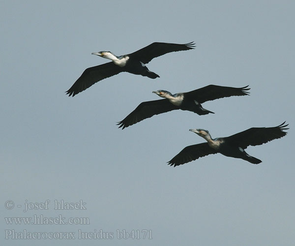 Phalacrocorax lucidus bb4171