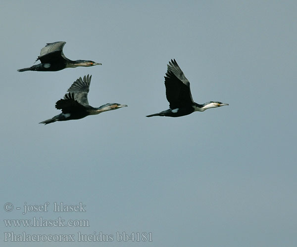 Phalacrocorax lucidus bb4181