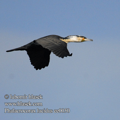 White-breasted Cormorant Weißbrustkormoran Weissbrustkormoran Kormorán běloprsý