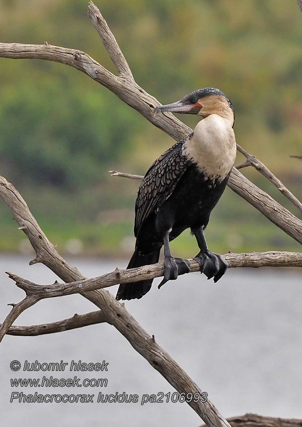 Phalacrocorax lucidus