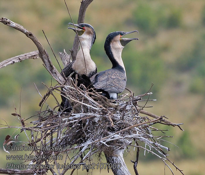 Phalacrocorax lucidus