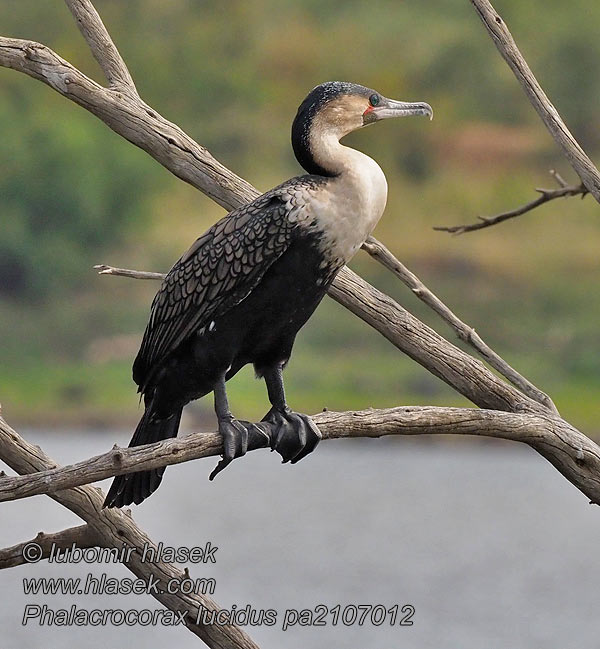 Phalacrocorax lucidus