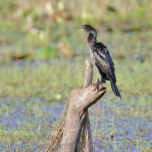 Phalacrocorax niger fd9365