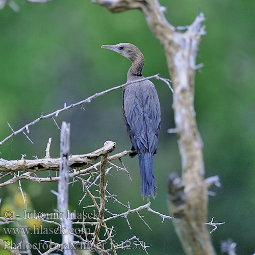 Kormoran skromny 黑颈鸬鹚 Cốc đen นกกาน้ำเล็ก Småskarv Kormorán močiarny Яванский баклан Orientdvergskarv Pecukpadi Kecil Neer Kaakka Jaavanmerimetso Javaskarv Phalacrocorax niger Little Cormorant Kormorán menší Cormorán Java Cormoran Vieillot Cormorano Giaya アジアコビトウ Indische Dwergaalscholver