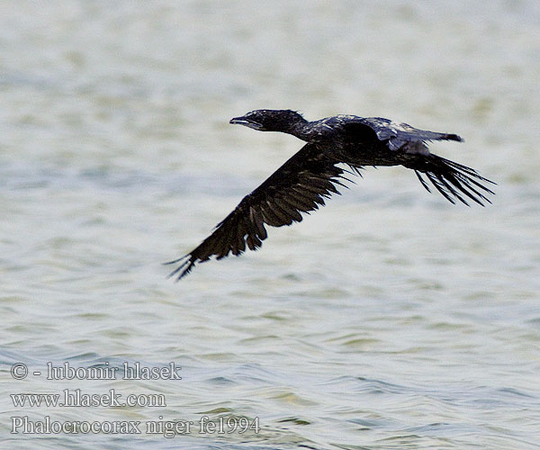 Phalacrocorax niger fe1994