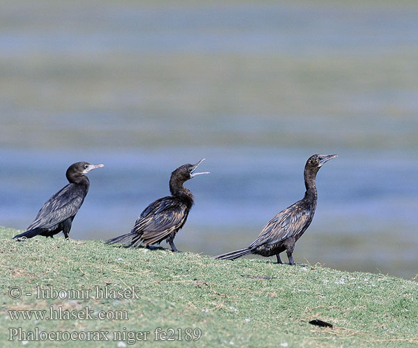 Phalacrocorax niger fe2189