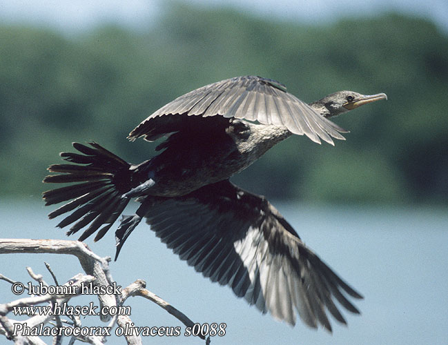 Kormorán neotropický subtropický Olivenskarv Olivenscharbe Bigua Cormorant Brazilian Mexican Neotropic Neotropical Olivaceous Cormorán Biguá Neotropical Oliváceo Corúa Viguá Común Süsikormoran Süsikarbas Oliivimerimetso Cormoran néotropical olivâtre vigua Cormorano neotropicale olivaceo ナンベイヒメウ Bigua Aalscholver Bigua-aalscholver Flodskarv Kormoran oliwkowy Biguá Biguá-preto Зелёный баклан Kormorán olivový Amazonskarv Phalacrocorax brasilianus olivaceus