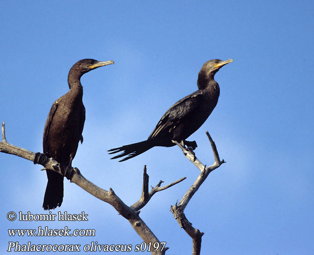 Bigua Cormorant Brazilian Mexican Neotropic Neotropical Olivaceous Cormorán Biguá Neotropical Oliváceo Corúa Viguá Común Süsikormoran Süsikarbas Oliivimerimetso Cormoran néotropical olivâtre vigua Cormorano neotropicale olivaceo ナンベイヒメウ Bigua Aalscholver Bigua-aalscholver Flodskarv Kormoran oliwkowy Biguá Biguá-preto Зелёный баклан Kormorán olivový Amazonskarv Phalacrocorax brasilianus olivaceus Kormorán neotropický subtropický Olivenskarv Olivenscharbe