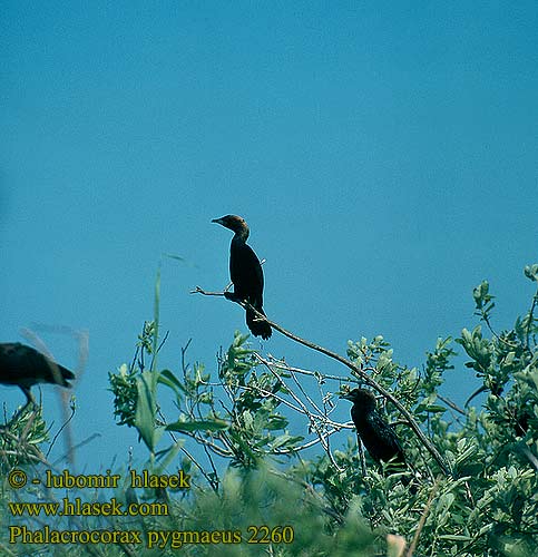 Phalacrocorax pygmaeus Pygmy Cormorant Zwergscharbe Cormoran pygmée Cormorán Pigmeo kormorán malý Dvargskarv Dwergaalscholver Kormoran mały Marangone minore Pikkumerimetso Kis kárókatona Dvargskarv Dvergskarv küçük karabatak kormorán malý