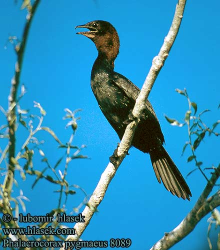 Cormoran pygmée Cormorán Pigmeo Kormorán malý Dværgskarv Dwergaalscholver Pikkumerimetso Marangone minore Dvergskarv Dvargskarv Баклан малый コビトウ الغاق القزم Λαγγόνα Малий баклан Küçük Karabatak קורמורן גמדי Phalacrocorax pygmaeus Pygmy Cormorant Zwergscharbe