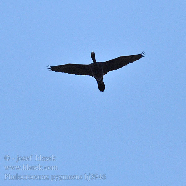 קורמורן גמדי Phalacrocorax pygmaeus Pygmy Cormorant Zwergscharbe Cormoran pygmée Cormorán Pigmeo Kormorán malý Dværgskarv Dwergaalscholver Pikkumerimetso Marangone minore Dvergskarv Dvargskarv Баклан малый コビトウ الغاق القزم Λαγγόνα Малий баклан Küçük Karabatak