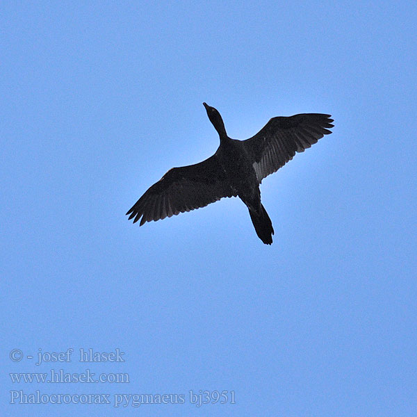 Phalacrocorax pygmaeus bj3951