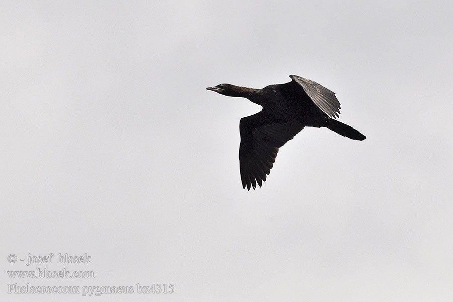 Phalacrocorax pygmaeus