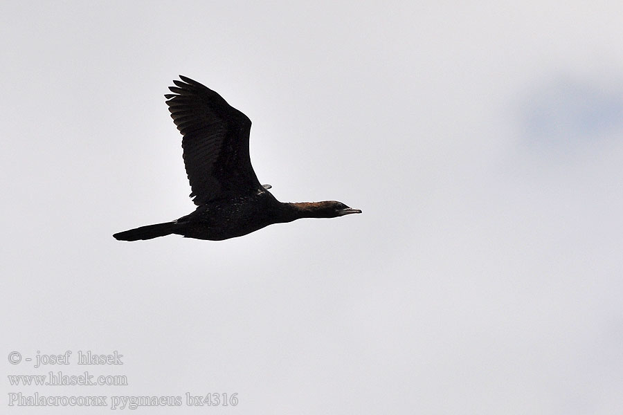 Phalacrocorax pygmaeus