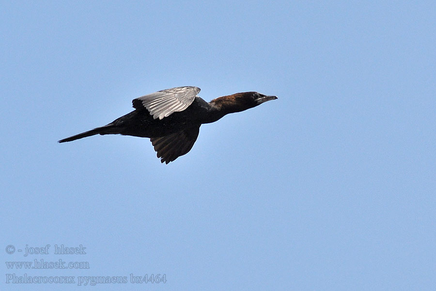 Phalacrocorax pygmaeus