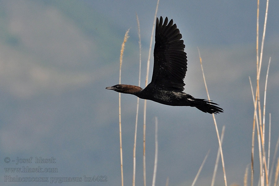 Phalacrocorax pygmaeus