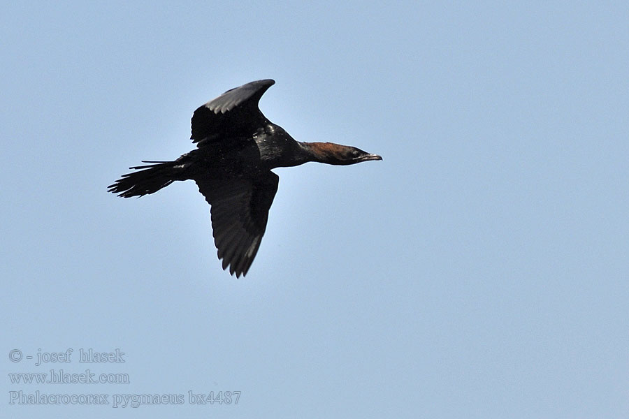 Phalacrocorax pygmaeus