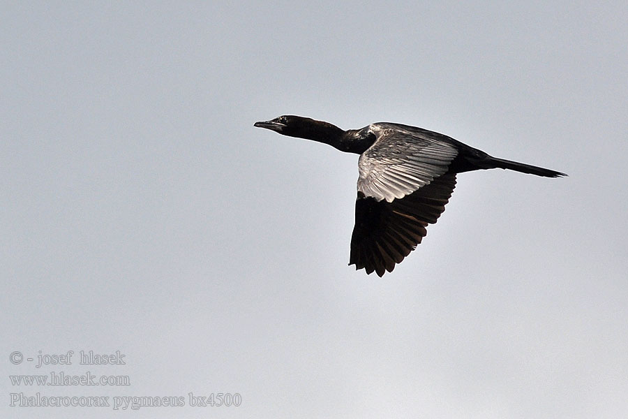 Phalacrocorax pygmaeus