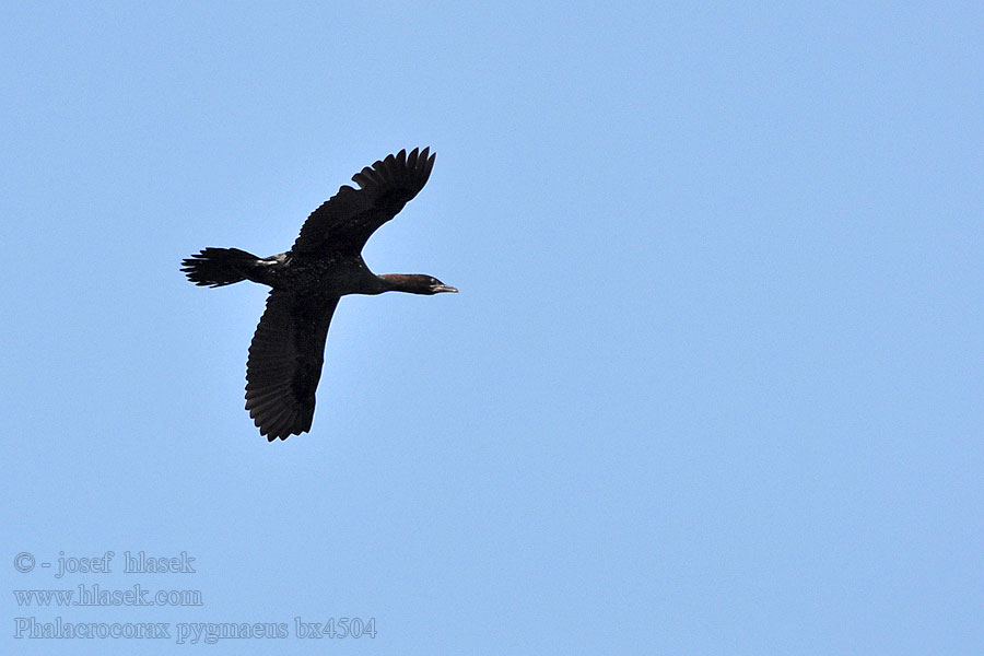 Phalacrocorax pygmaeus