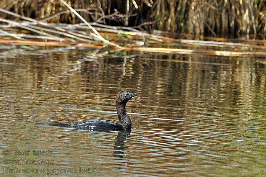 Phalacrocorax pygmaeus