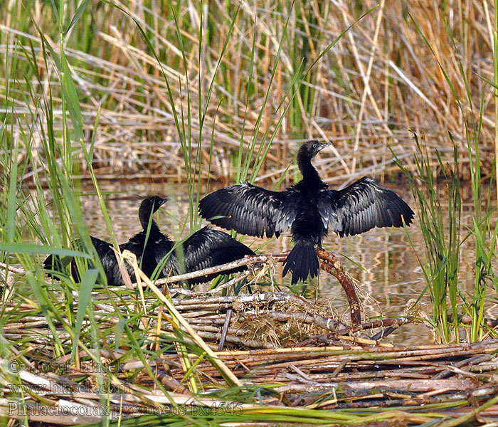 Phalacrocorax pygmaeus