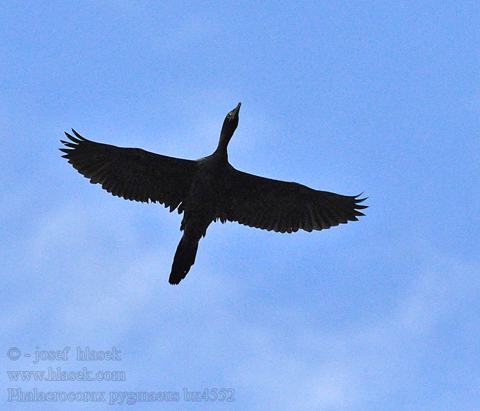 Phalacrocorax pygmaeus