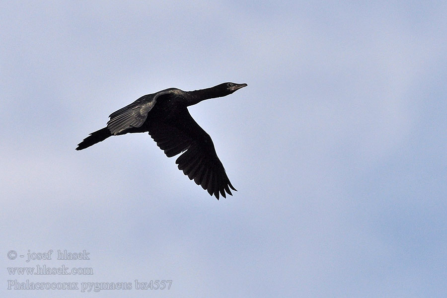 Phalacrocorax pygmaeus