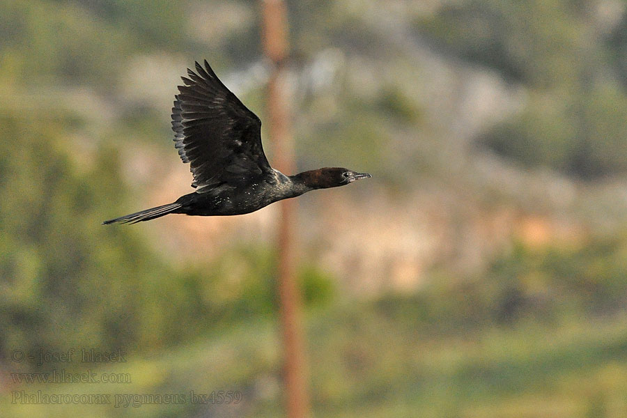 Phalacrocorax pygmaeus