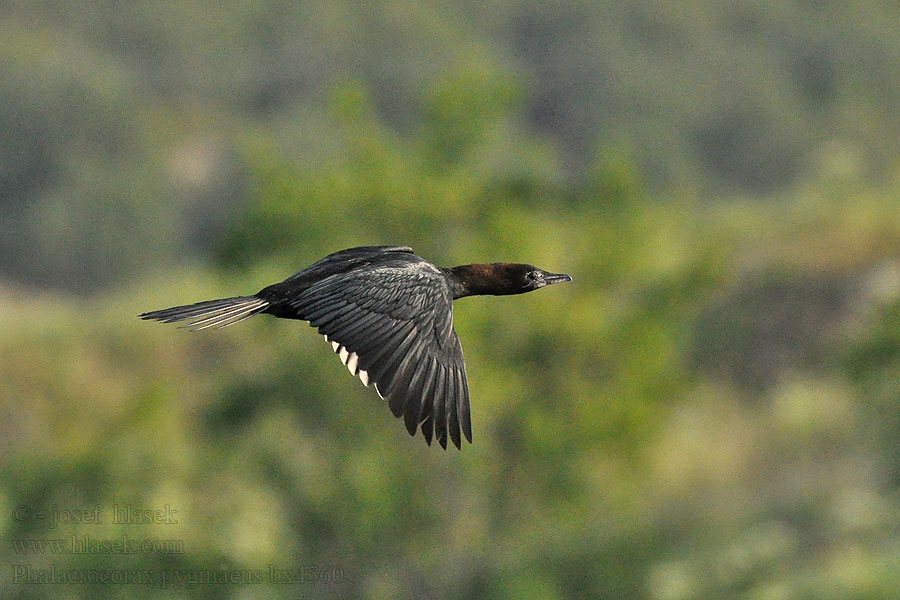 Kormorán malý Phalacrocorax pygmaeus