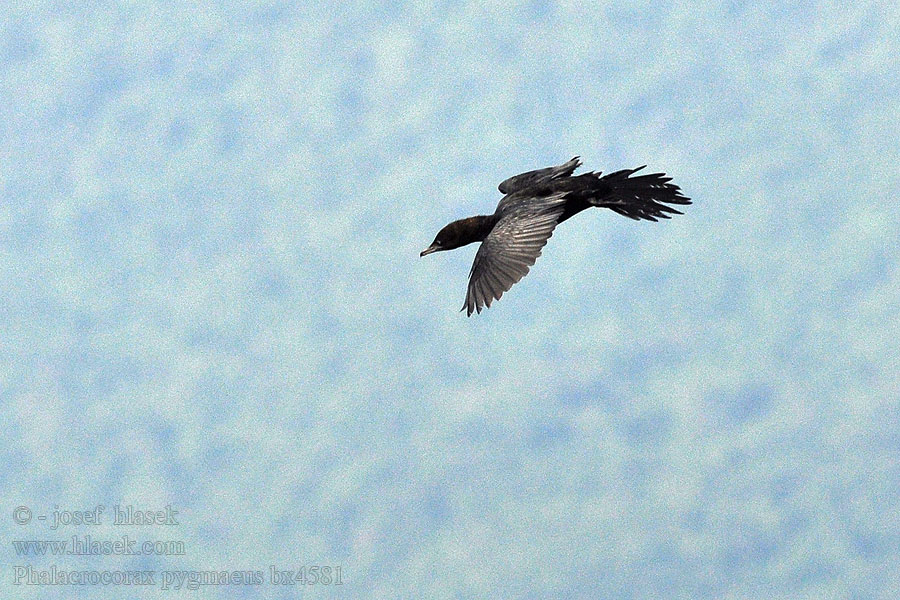 Kormorán malý Phalacrocorax pygmaeus