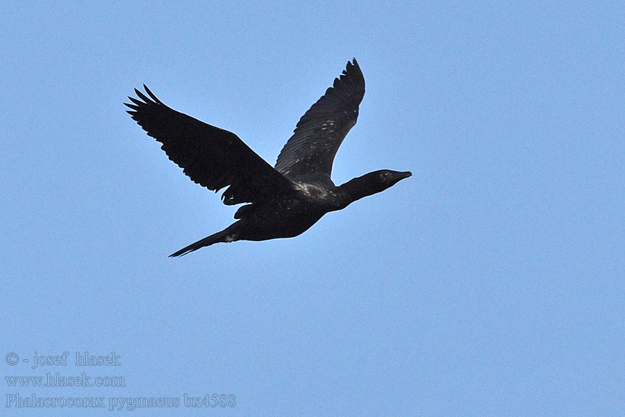 Kormorán malý Phalacrocorax pygmaeus