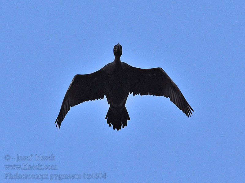 Kormorán malý Phalacrocorax pygmaeus