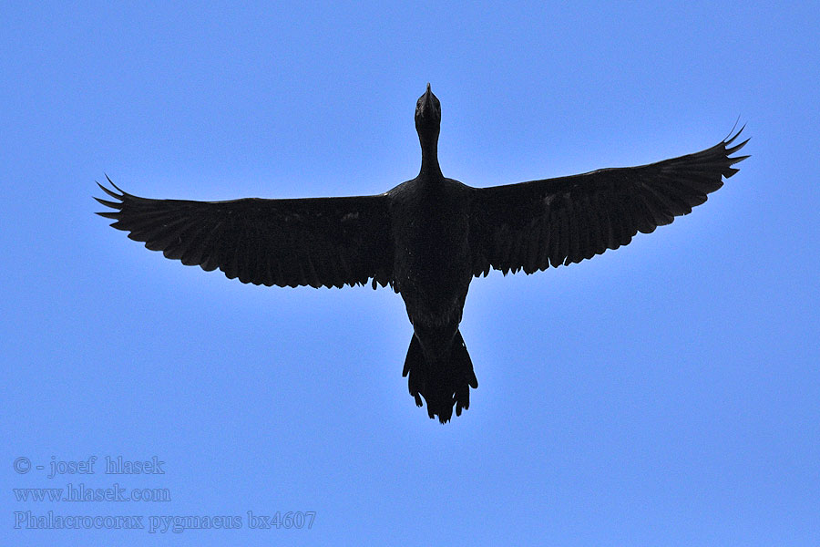 Kormorán malý Phalacrocorax pygmaeus