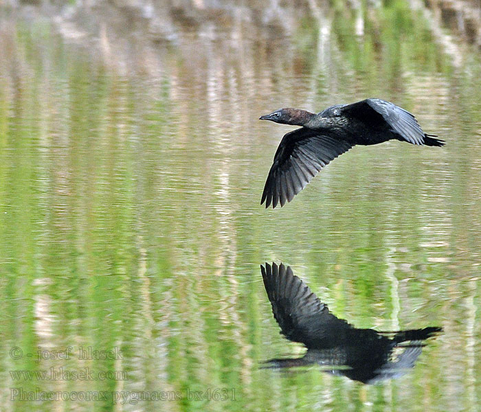 Kormorán malý Phalacrocorax pygmaeus