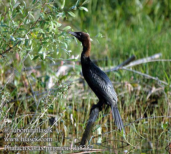 Phalacrocorax pygmaeus da8357