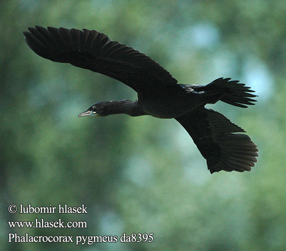 Phalacrocorax pygmaeus da8395