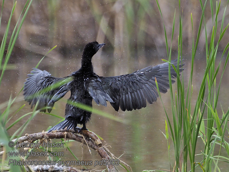 קורמורן גמדי Phalacrocorax pygmaeus